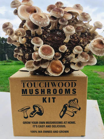 Shiitake Mushroom Grow Kit (WA Only)